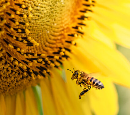 Honey,Bee,Pollinating,Sunflower,Plant