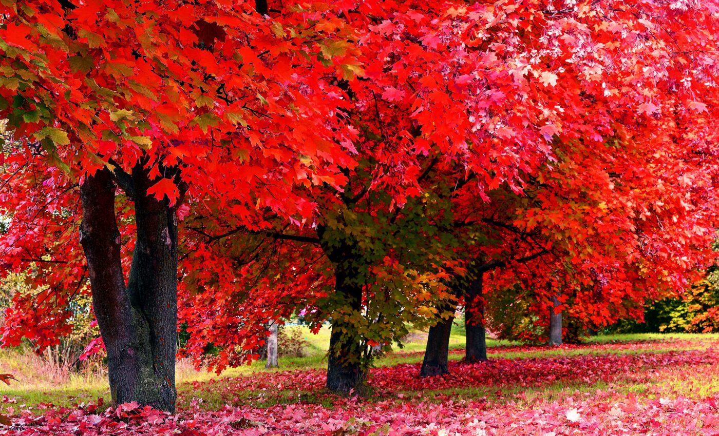 Urban forests benefit from diverse native tree species