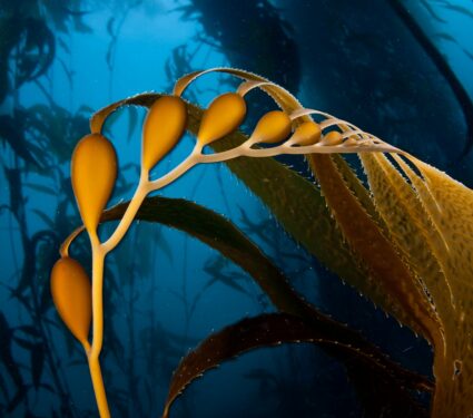 Kelp-forest-4.jpg