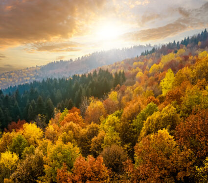 View,From,Above,Of,Dense,Pine,Forest,With,Canopies,Of