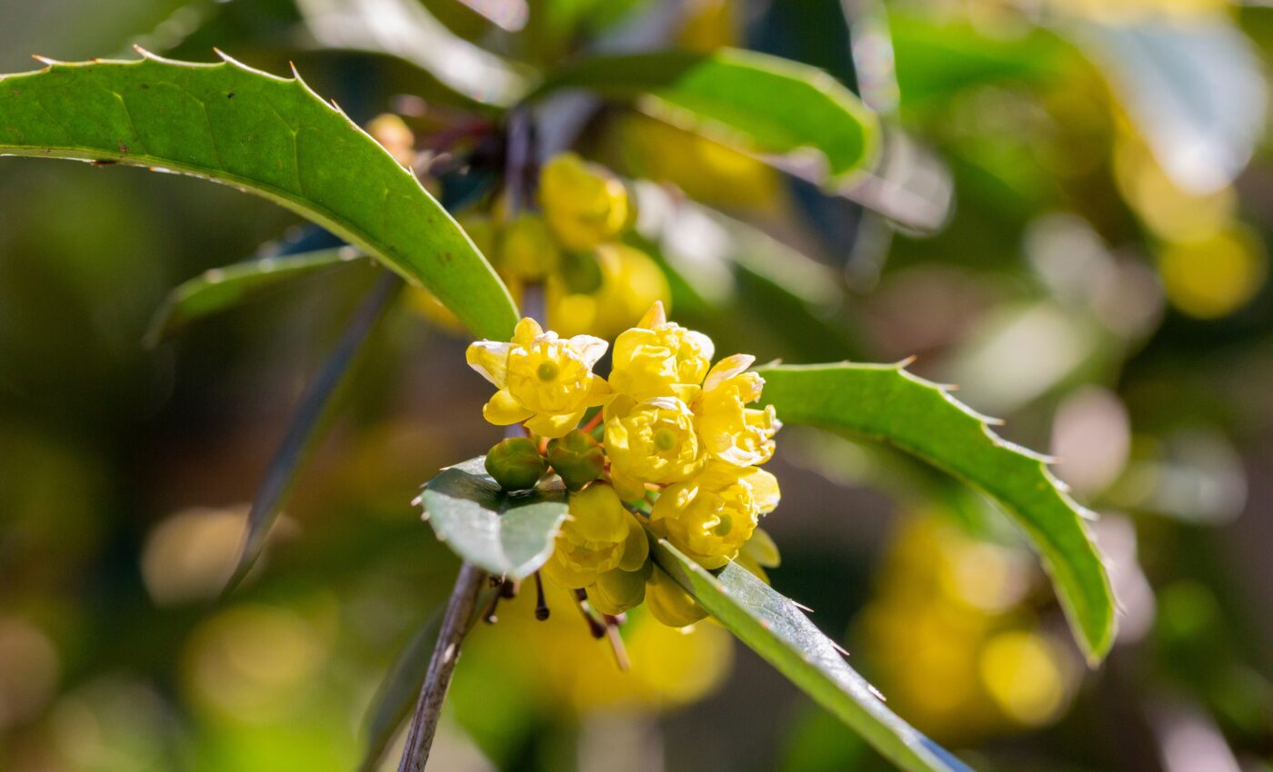 Insect-slapping flower stamens help maximize pollination