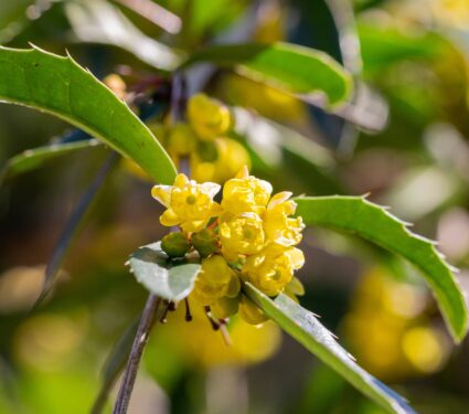 Japanese,Barberry.,Yellow,Flowers.,Berberis,Thunbergii.,Flowering,Of,Thunberg's,Barberry.