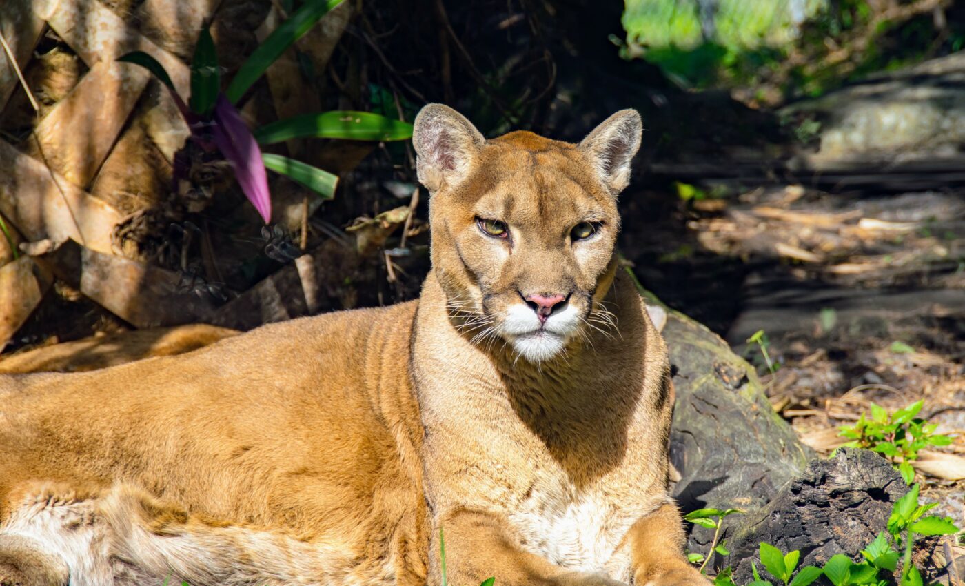 U.S. Endangered Species Act may be too little, too late