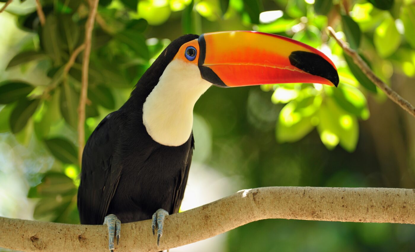 Loss of fruit-eating animals will endanger the Atlantic Forest