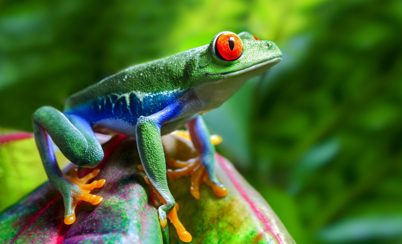 Wildlife populations have declined dramatically in recent years