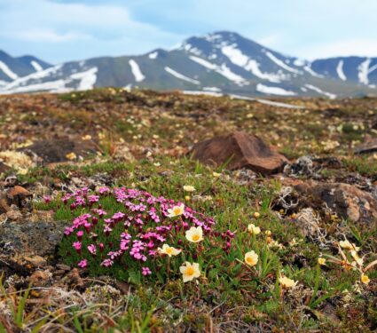 Arctic-vegetation.jpg