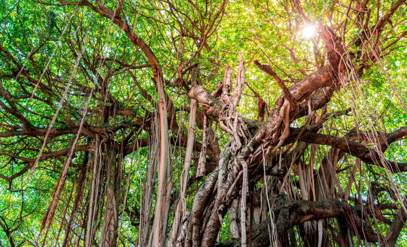 How do lianas impact forests around the world?