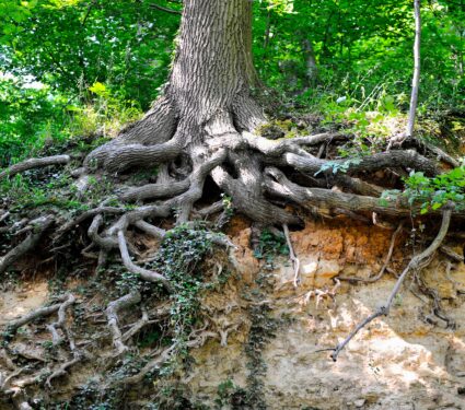 Tree-roots.jpg