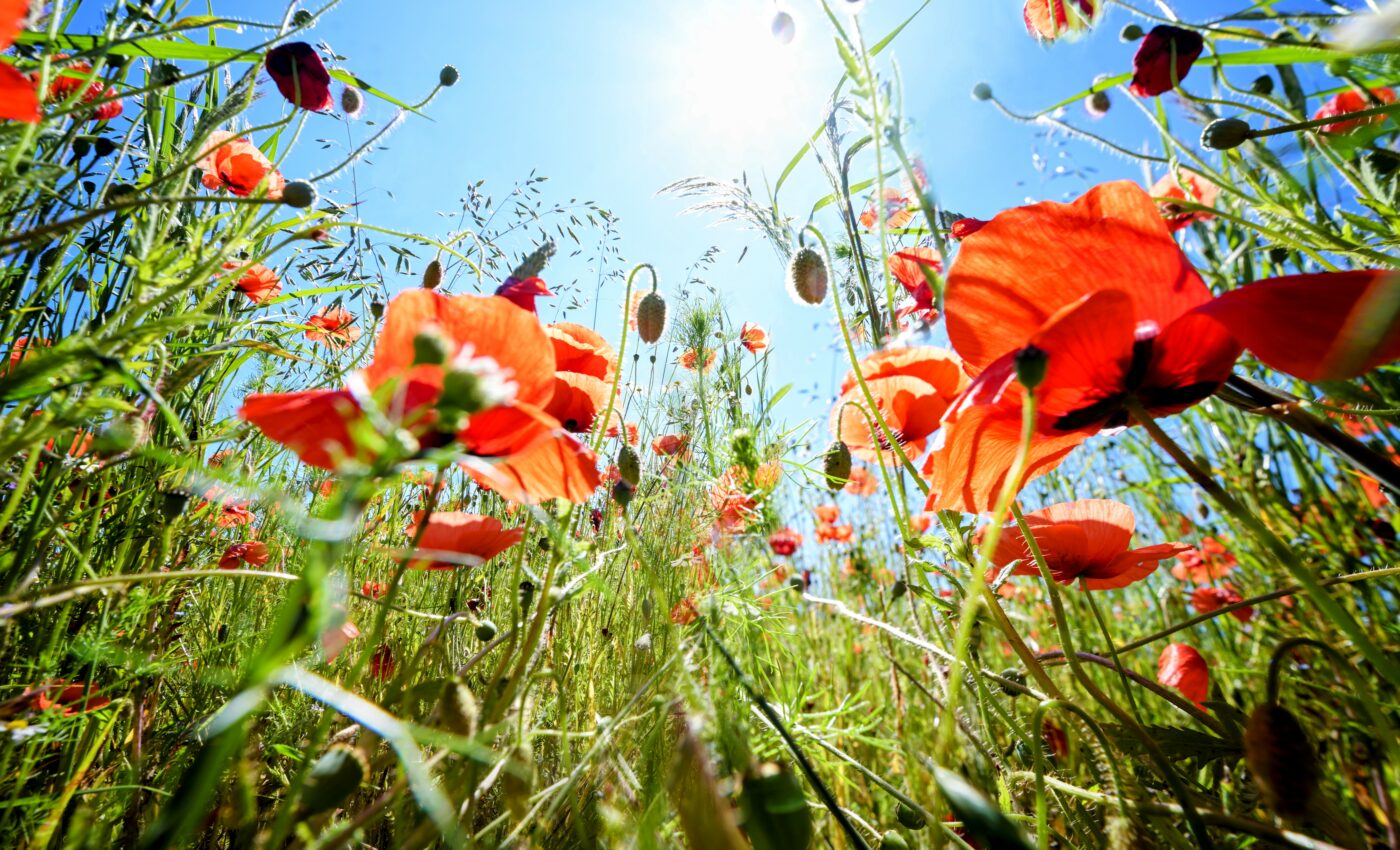 Forensics could be used to safeguard biodiversity