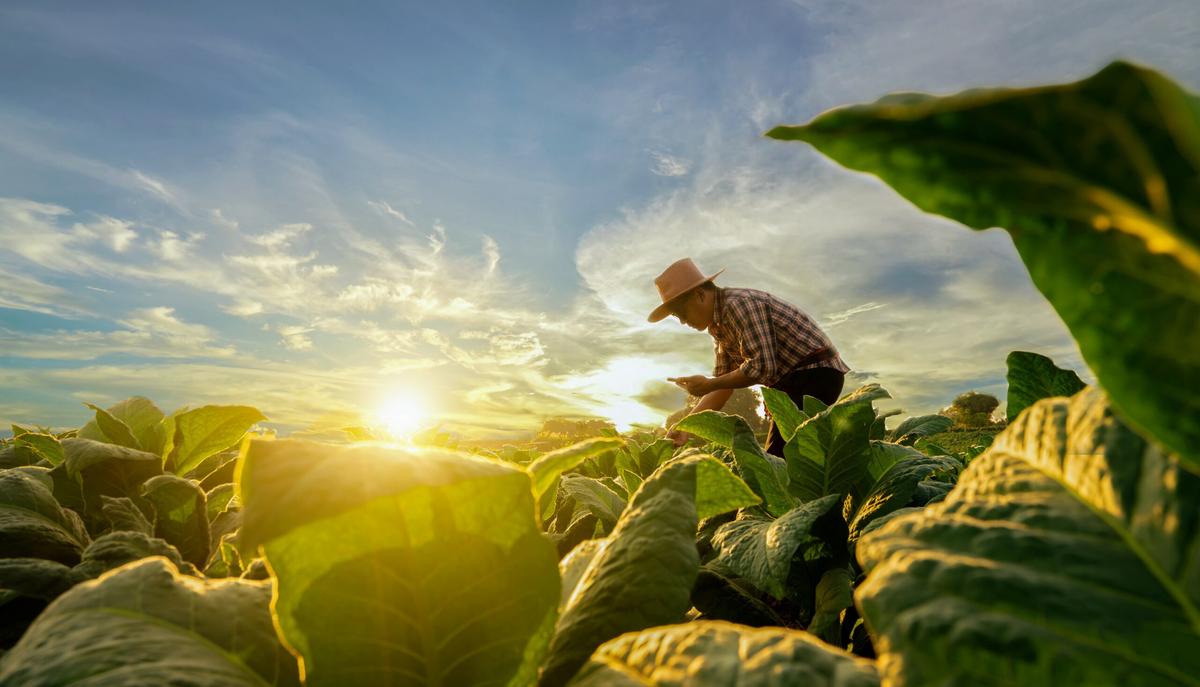 Designing crops that can beat the heat