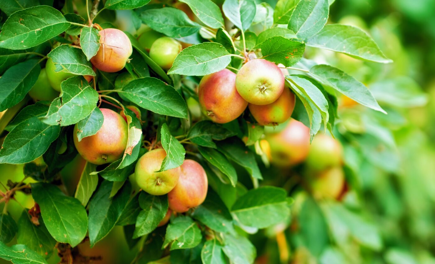 Apple waste can improve the intestinal health of chickens