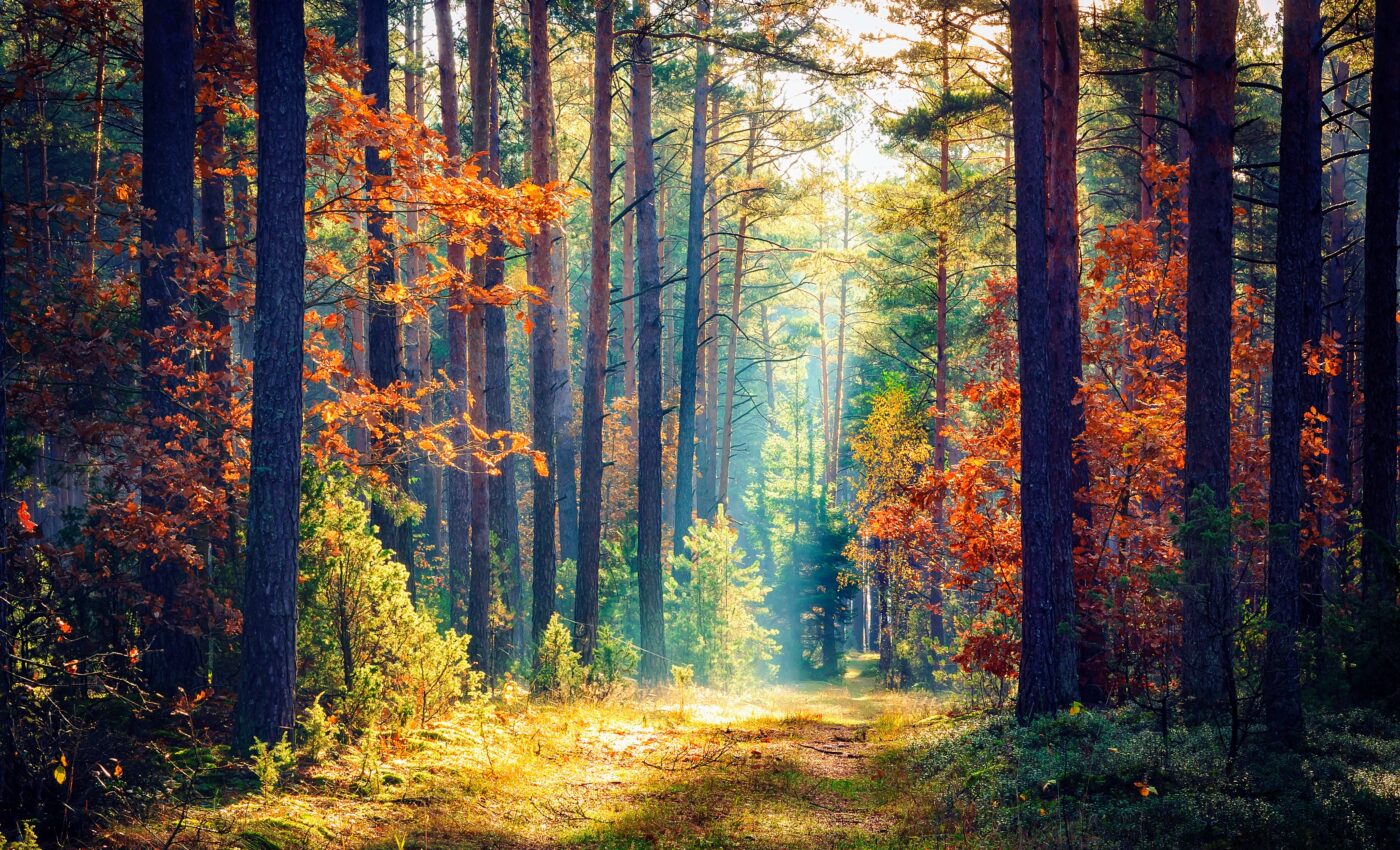 The distance between humans and nature is growing