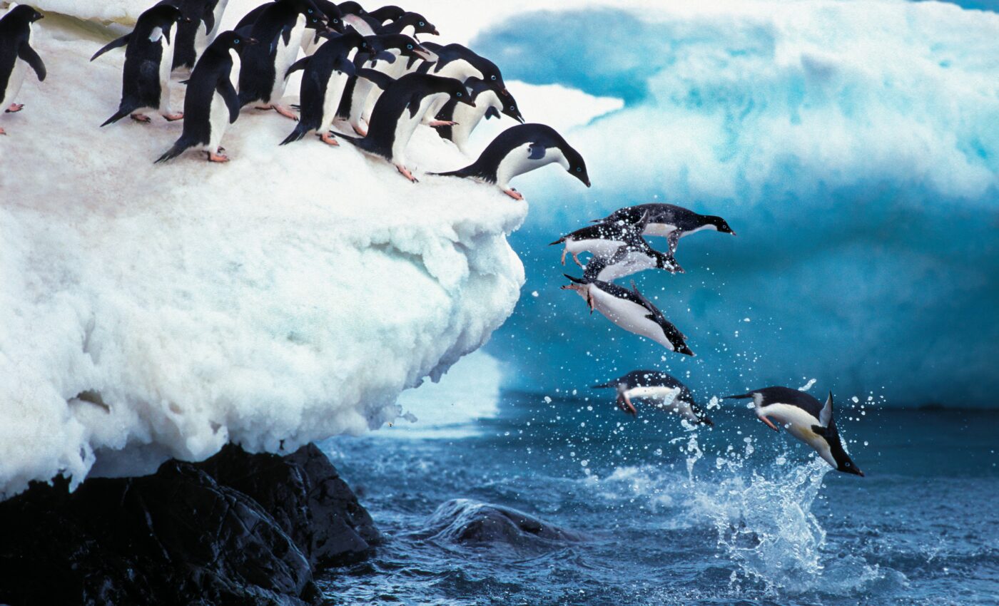 Conservation efforts are not enough to save Antarctic wildlife