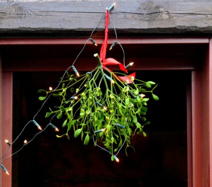Mistletoe.jpg