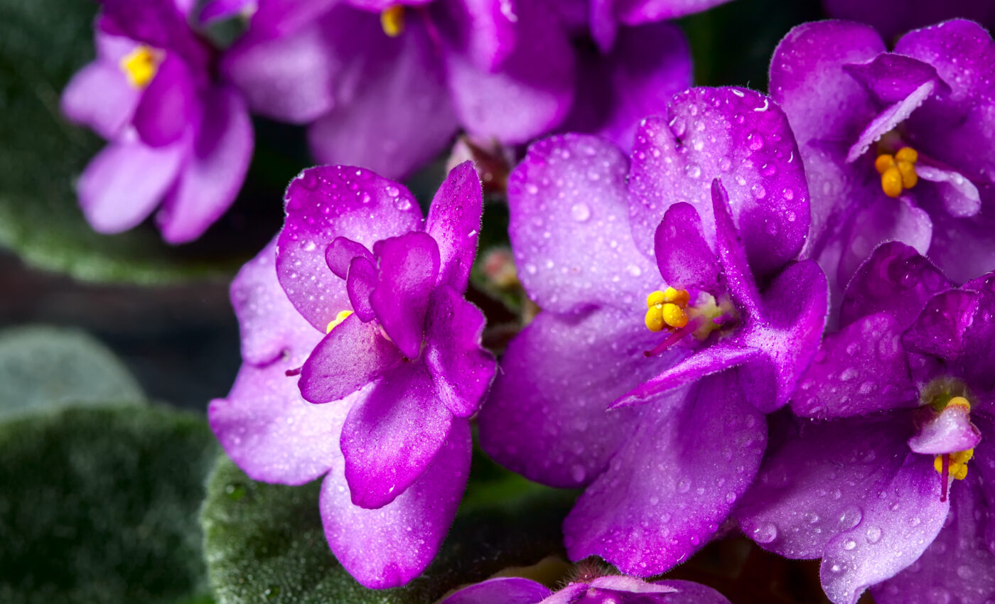 Looking deep inside of flowers may reveal their hidden secrets
