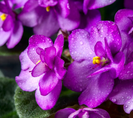 Flowering,Saintpaulias,,Commonly,Known,As,African,Violet.,Mini,Potted,Plant.