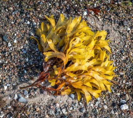 Brown-algae.jpg