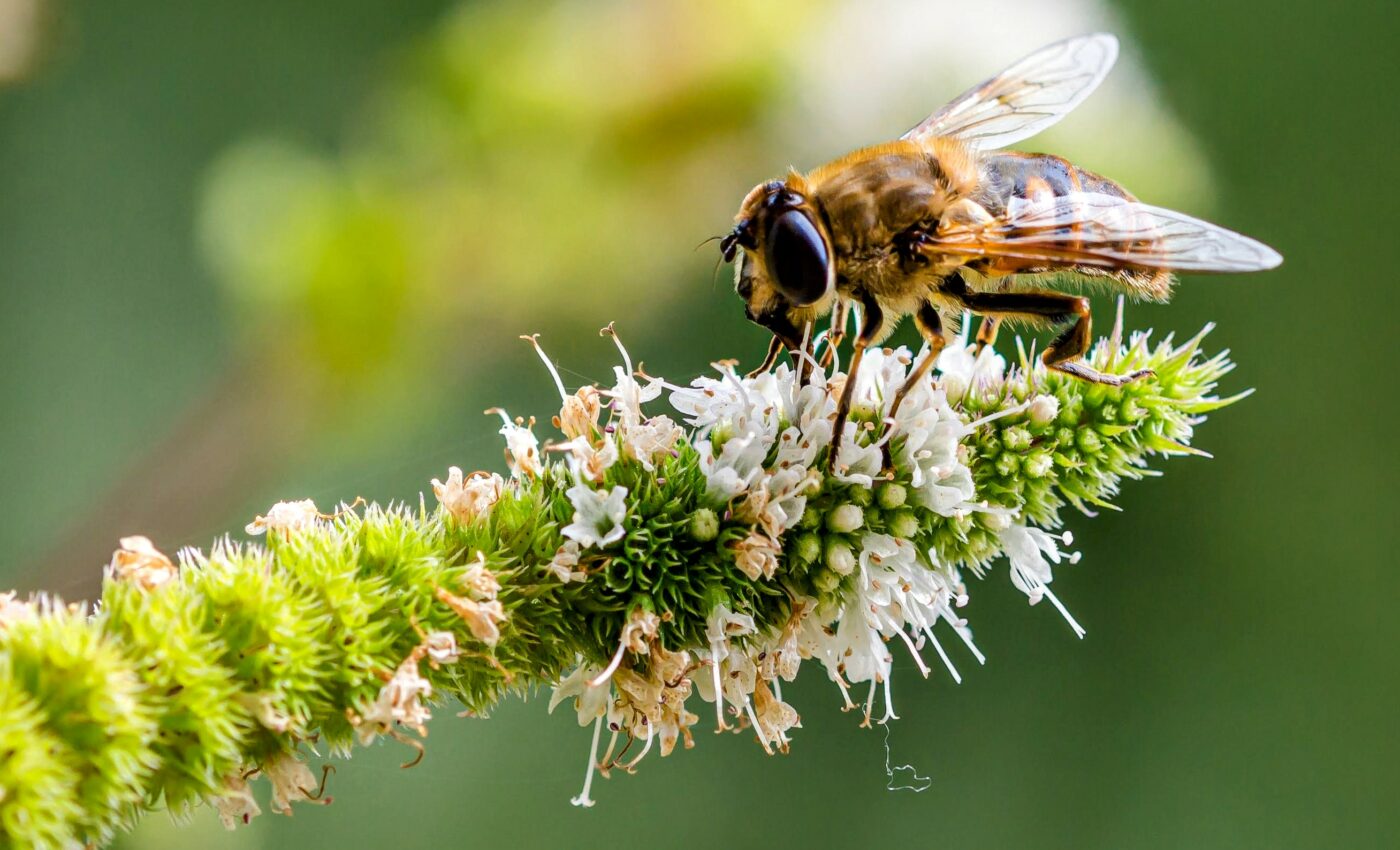 Pollinator populations have experienced dramatic changes