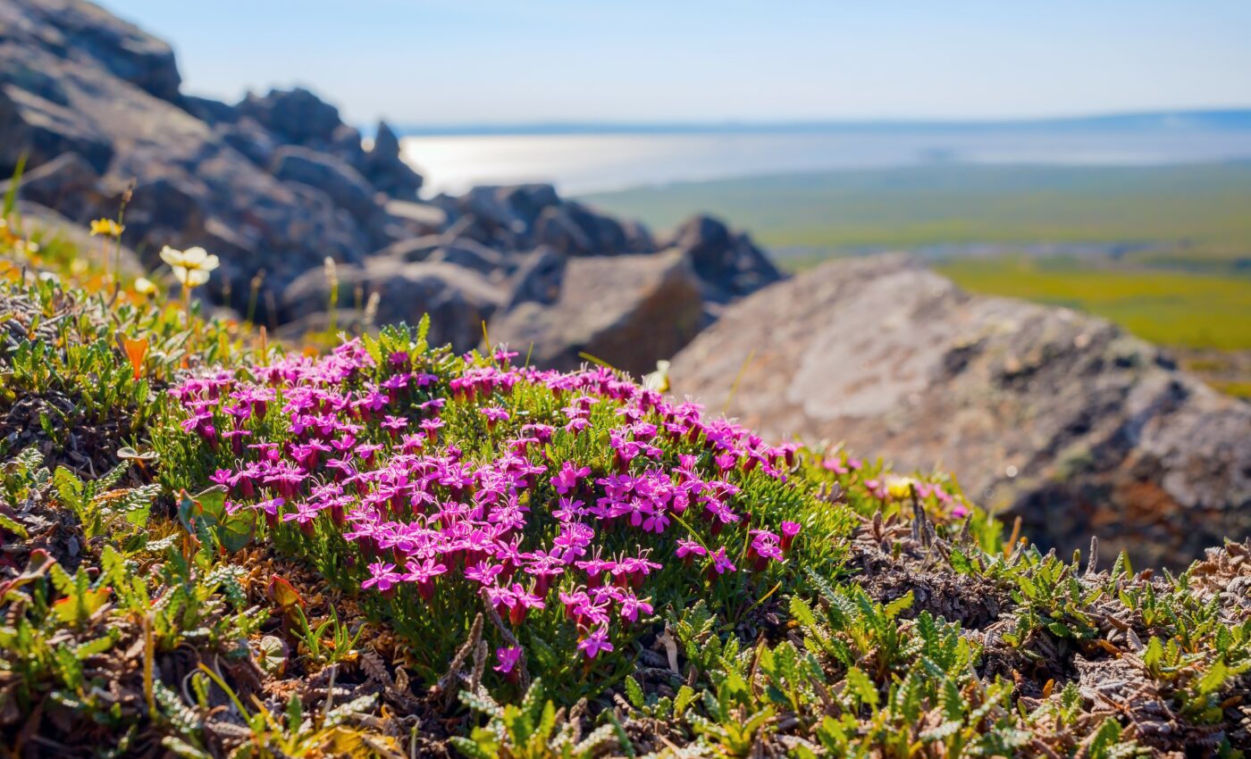 Vegetation impacts energy movement in the Arctic