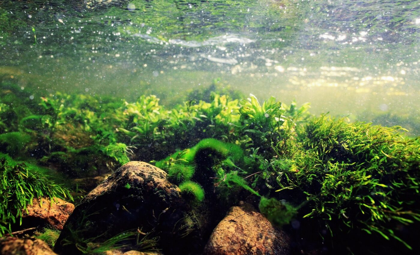 Algae may be the future of sustainable “superfoods”