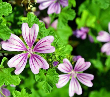 Flowers-4.jpg