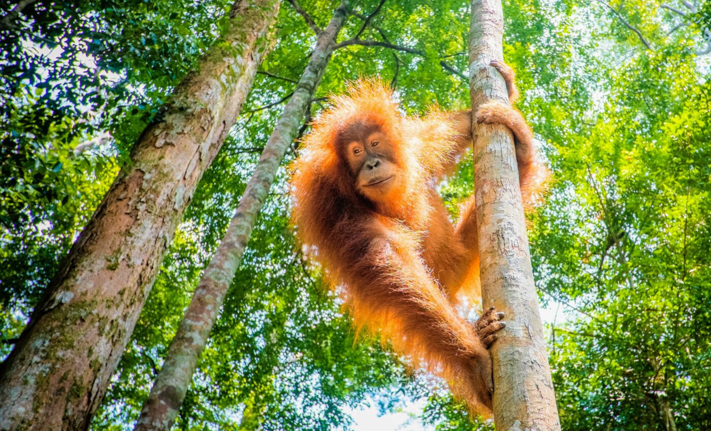 Humans can understand the gestures of other great apes