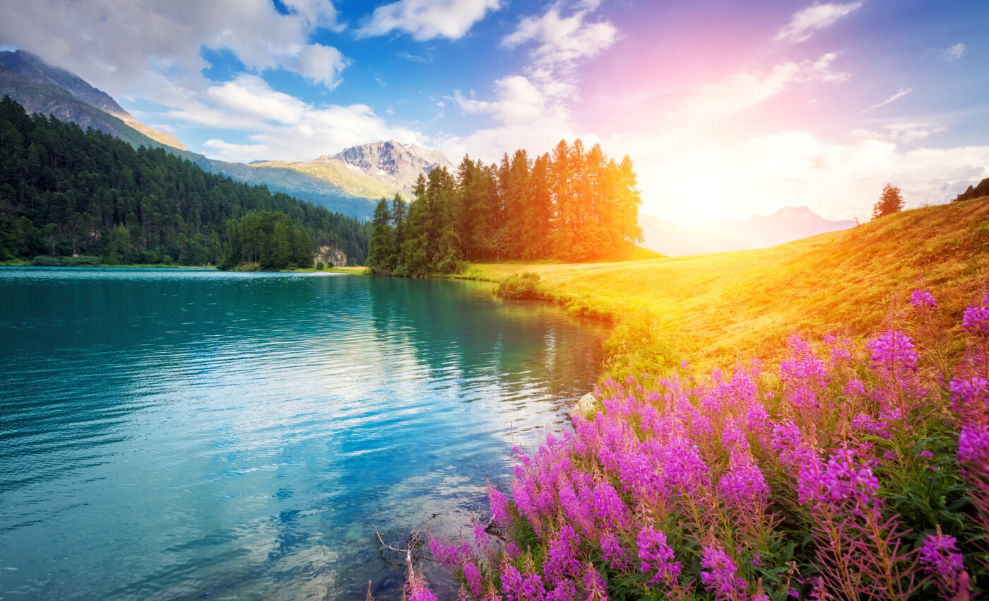 Dead salmon can boost the growth of  wildflowers