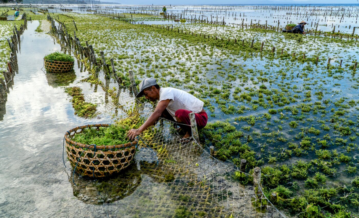 Seaweed farming could boost food security, yet preserve nature