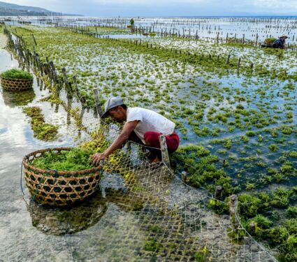 Seaweed-farming.jpg