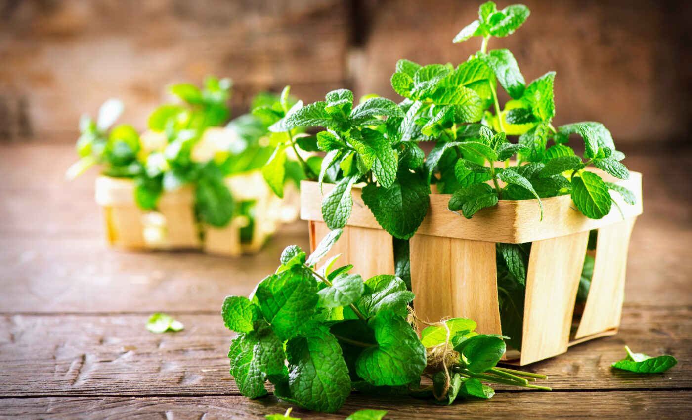 Plants in the mint family may help produce new medicines
