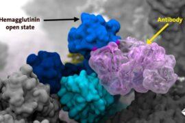 Flu viruses are more flexible than expected