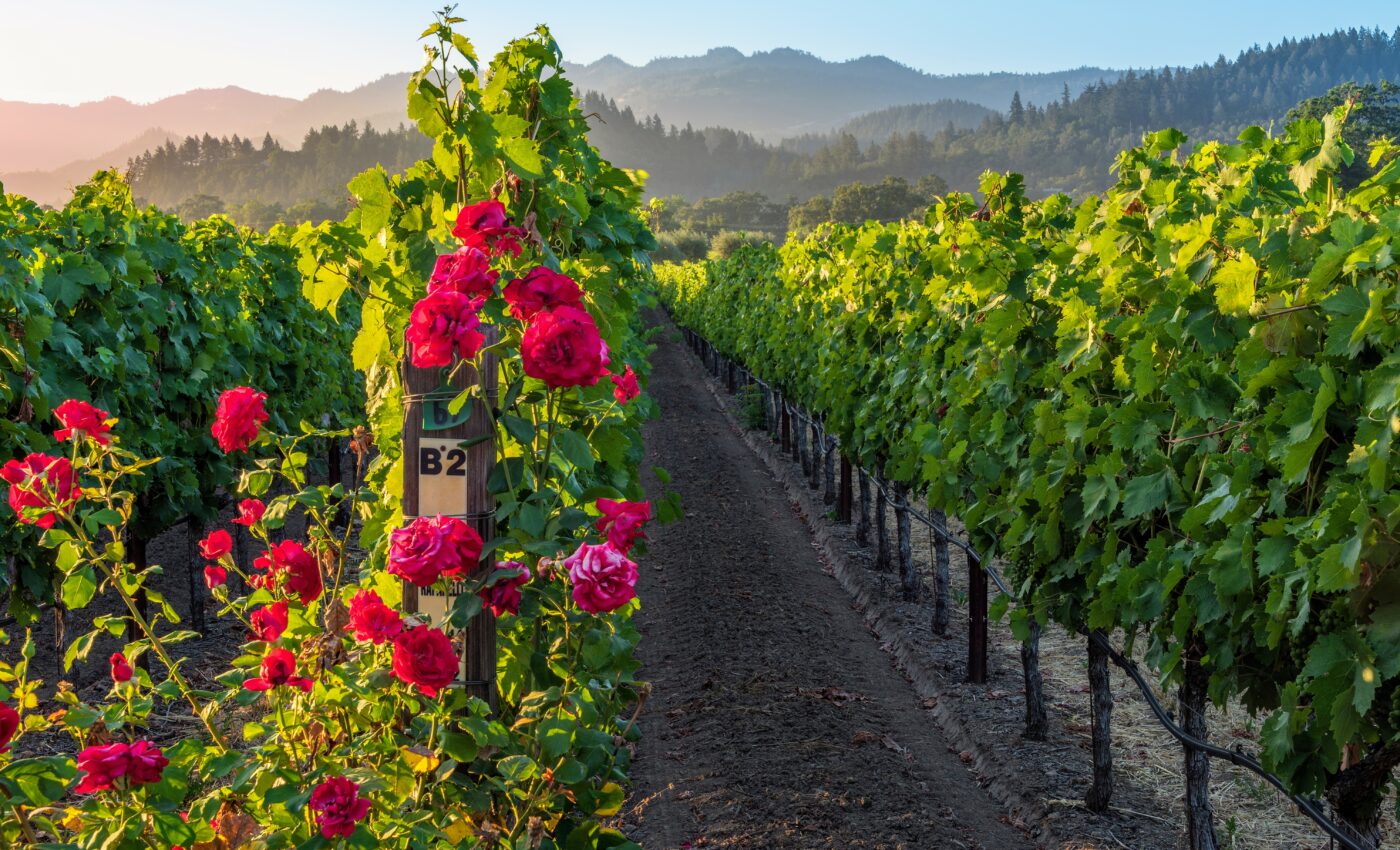 UK territories threatened by a variety of invasive species