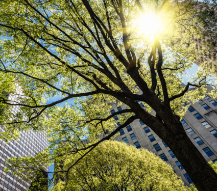 View,Of,The,Skyscrapers,Of,Manhattan,Through,The,Trees,On