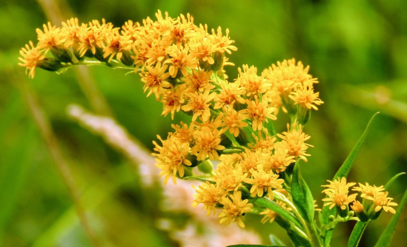 Wild plant extracts can block Covid-19 infection