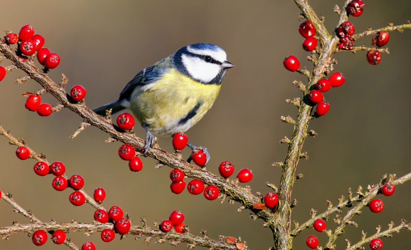 City birds prefer native trees