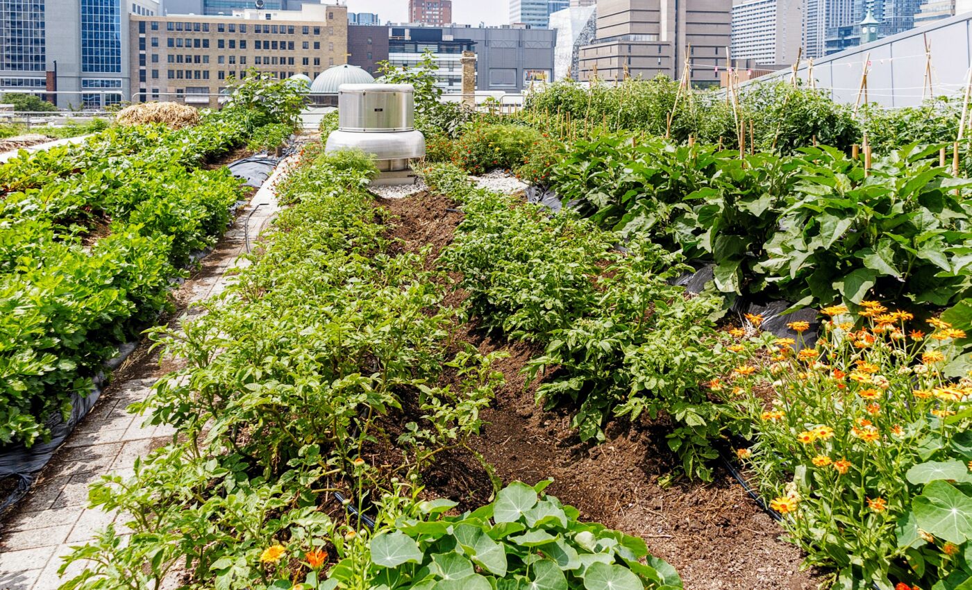 Urban gardens promote biodiversity and human well-being