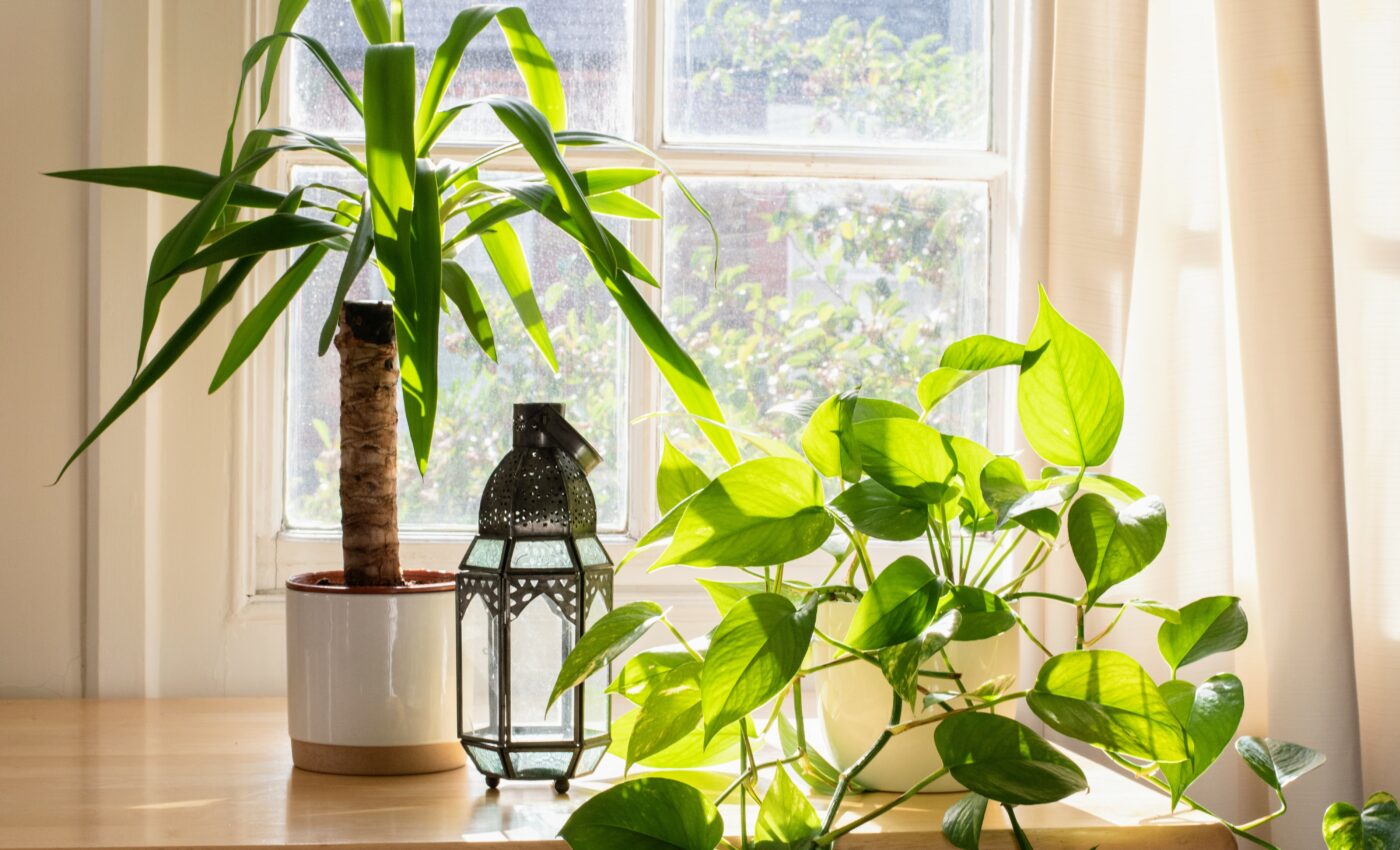 How to keep your houseplants healthy