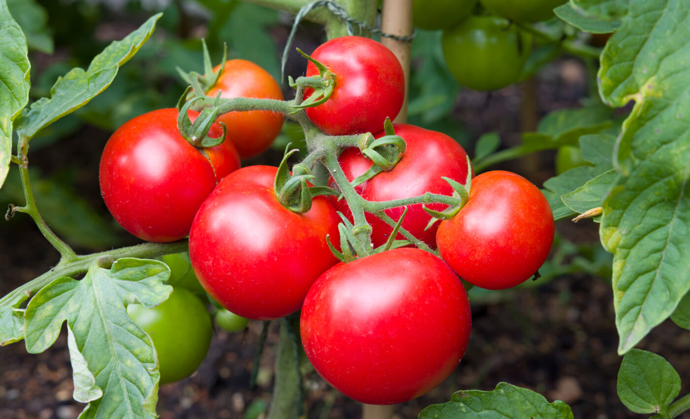Spiders can protect tomatoes from invasive pests