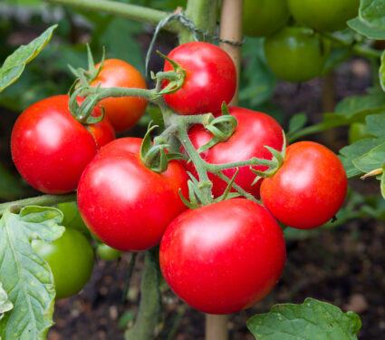 Ripe,Red,Tomatoes,Growing,On,A,Vine,In,A,Vegetable
