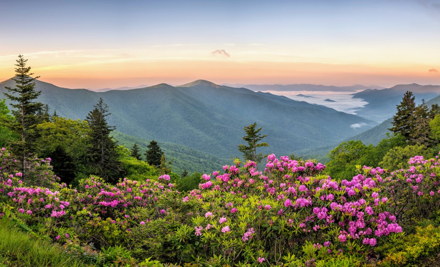 Plants are responding much faster to climate change than expected