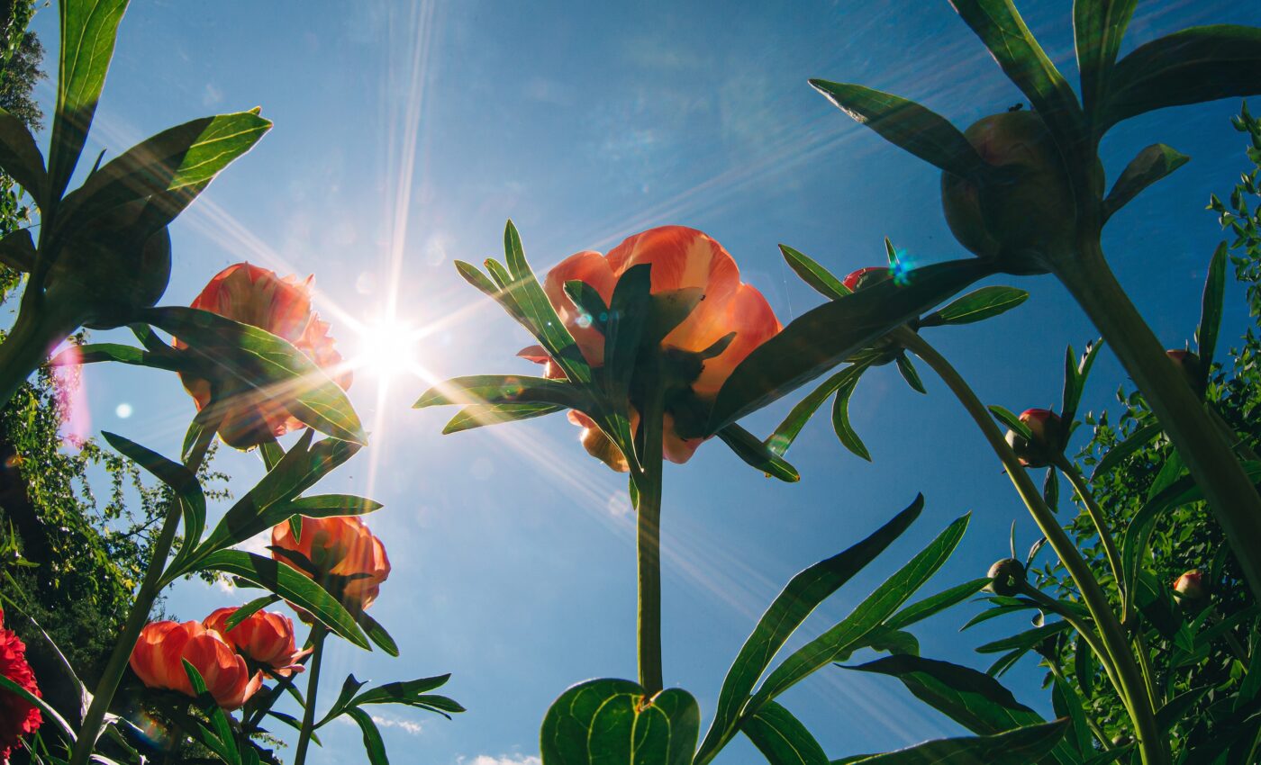 Scientists harness plant energy to improve solar panels