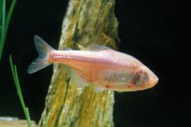 Cavefish are healthy despite their sedentary lifestyle