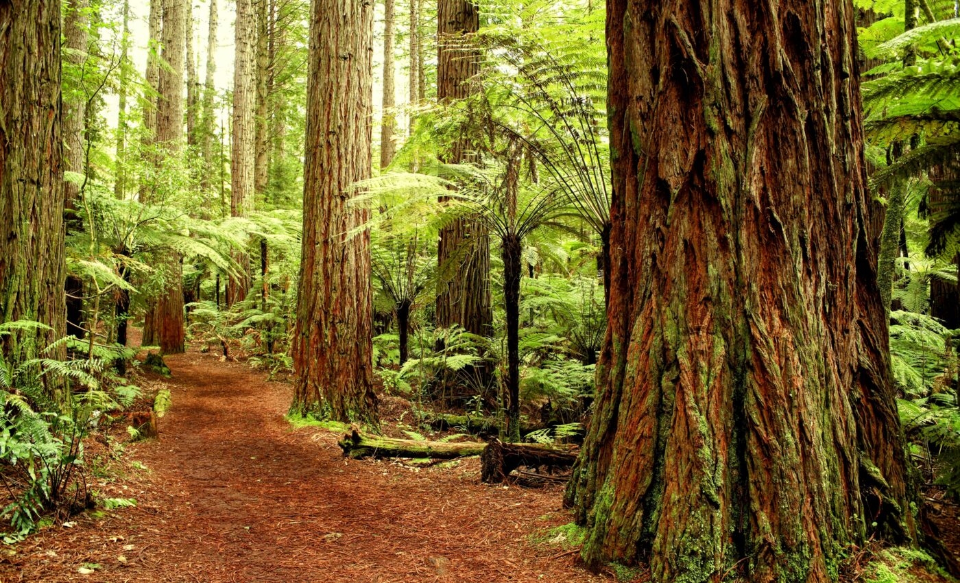 Land carbon stores are increasingly destabilized