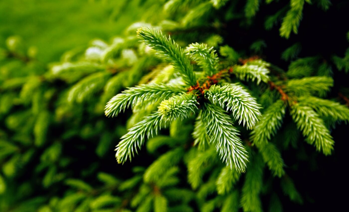 Common crop pathogens are finding new hosts