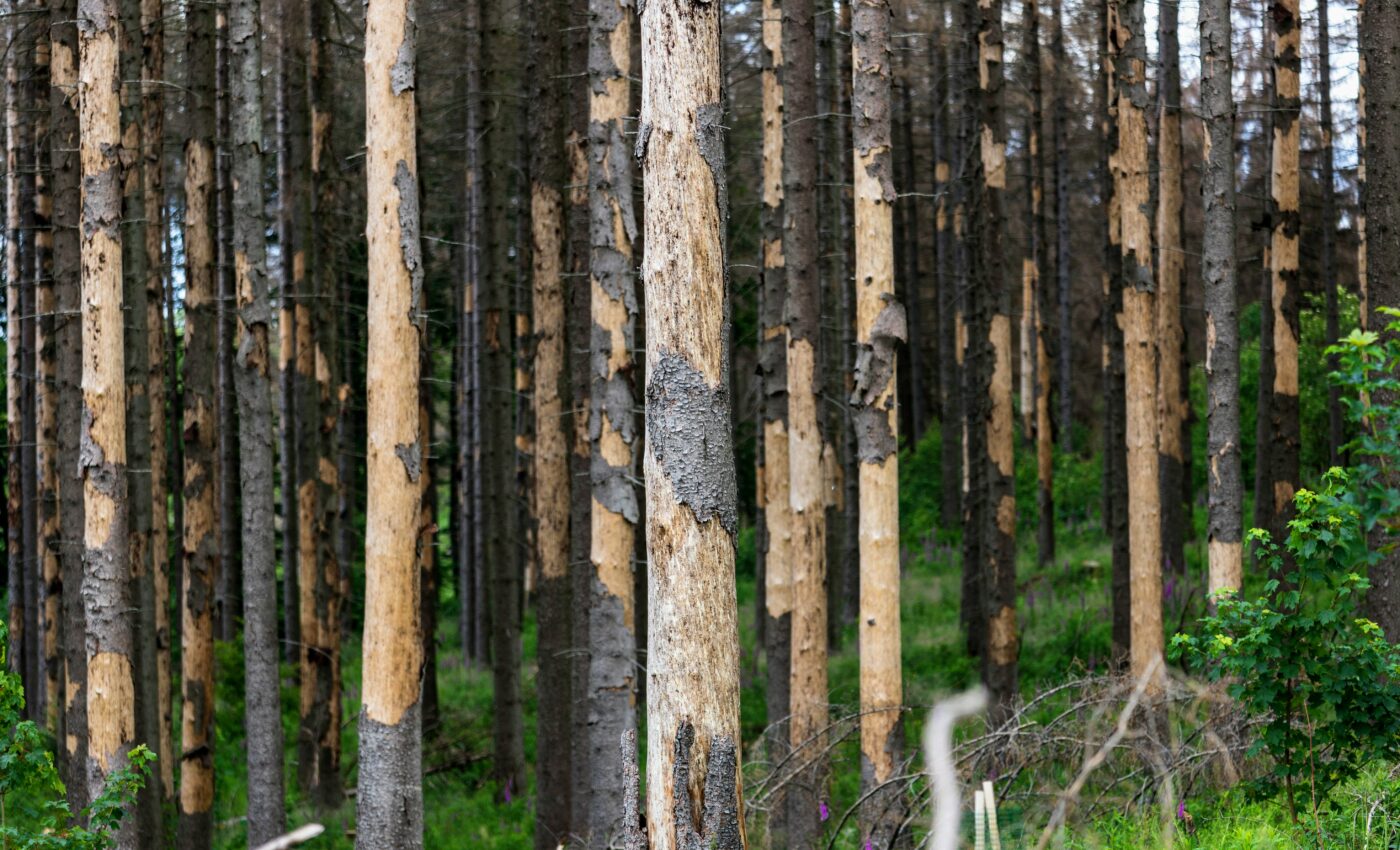 Bark beetles seek out trees that are already weakened