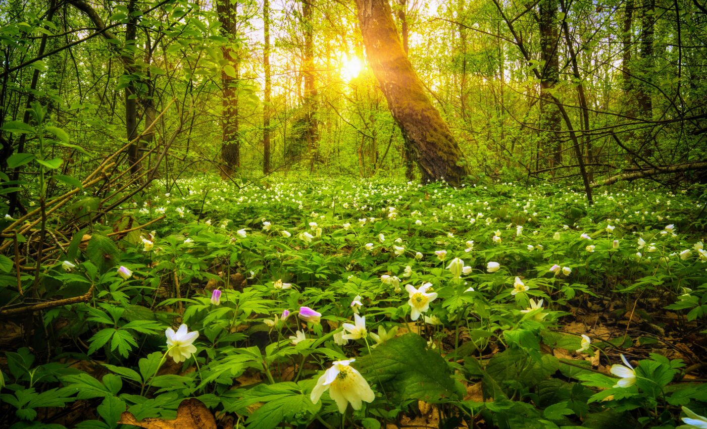 Tiny ants make a huge contribution to forest regeneration