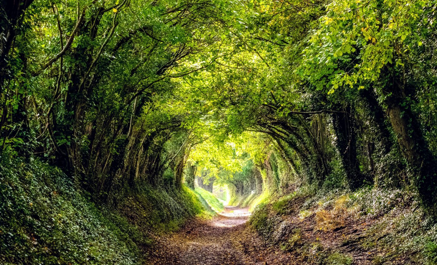 Which trees are best at purifying the air?