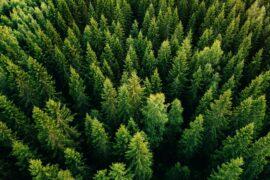 Remote sensing will revolutionize the way we monitor trees