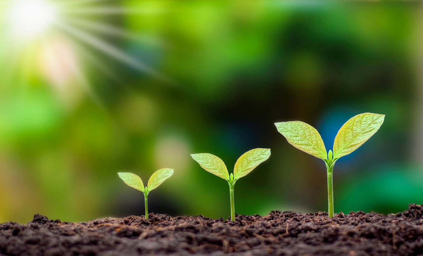 Seed germination is controlled by an internal thermometer