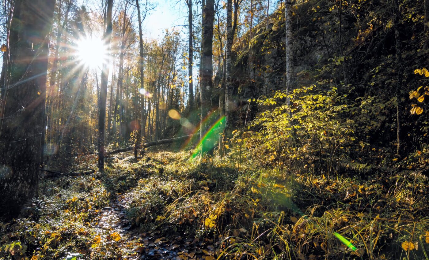 Thousands of plant species remain unphotographed